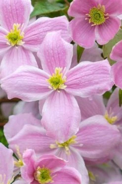 Mayleen Montana Clematis - 1 Gallon Pot -Wilson Bros Garden clematis montana mayleen 1