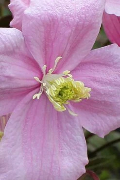 Mayleen Montana Clematis - 1 Gallon Pot -Wilson Bros Garden clematis montana mayleen 4
