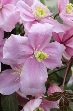 Mayleen Montana Clematis - 1 Gallon Pot -Wilson Bros Garden clematis montana mayleen 5