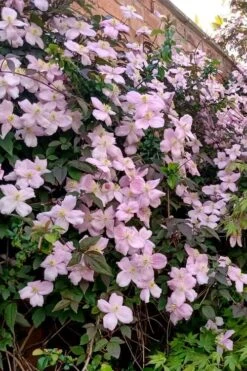 Mayleen Montana Clematis - 1 Gallon Pot -Wilson Bros Garden clematis montana mayleen 6