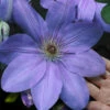 Mrs. Cholmondeley Clematis - 1 Gallon Pot -Wilson Bros Garden clematis mrs cholmondeley 11 1