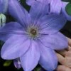 Mrs. Cholmondeley Clematis - 1 Gallon Pot -Wilson Bros Garden clematis mrs cholmondeley 11