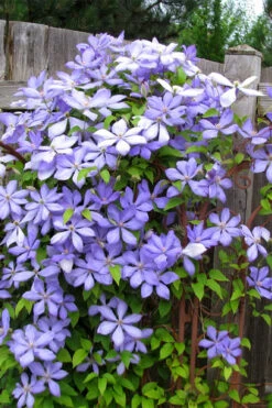 Mrs. Cholmondeley Clematis - 1 Gallon Pot -Wilson Bros Garden clematis mrs cholmondeley 2 1