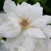 Mrs. George Jackman Clematis - 1 Gallon Pot -Wilson Bros Garden clematis mrs george jackman 10 1