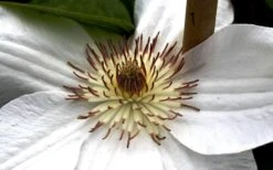 Mrs. George Jackman Clematis - 1 Gallon Pot 14 Mrs. George Jackman Clematis - 1 Gallon Pot -Wilson Bros Garden clematis mrs george jackman 8