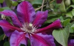 Mrs. Norman Thompson Clematis - 1 Gallon Pot -Wilson Bros Garden clematis mrs n thompson 1