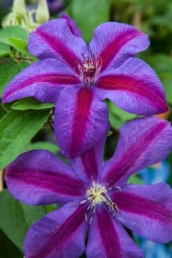 Mrs. Norman Thompson Clematis - 1 Gallon Pot -Wilson Bros Garden clematis mrs n thompson 7