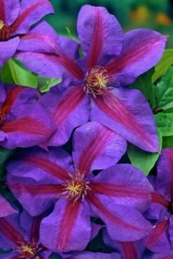 Mrs. Norman Thompson Clematis - 1 Gallon Pot -Wilson Bros Garden clematis mrs norman thompson 20 1