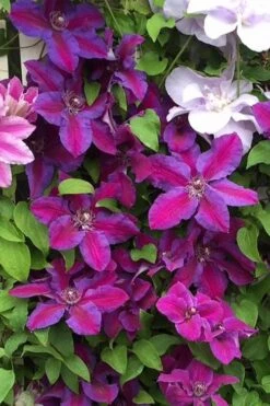 Mrs. Norman Thompson Clematis - 1 Gallon Pot -Wilson Bros Garden clematis mrs norman thompson 25