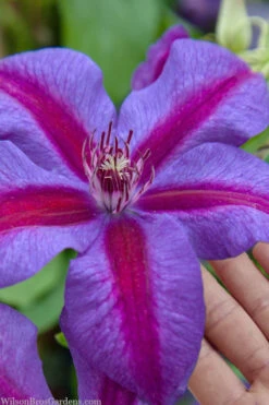 Mrs. Norman Thompson Clematis - 1 Gallon Pot -Wilson Bros Garden clematis mrs norman thompson 26