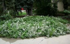 Mrs. Robert Brydon Clematis - 1 Gallon Pot -Wilson Bros Garden clematis mrs robert brydon 4