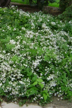 Mrs. Robert Brydon Clematis - 1 Gallon Pot -Wilson Bros Garden clematis mrs robert brydon 6 1