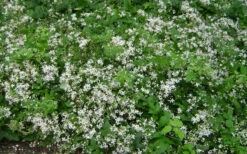 Mrs. Robert Brydon Clematis - 1 Gallon Pot -Wilson Bros Garden clematis mrs robert brydon 7 1