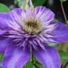 Multi Blue Clematis - 1 Gallon Pot 1 Multi Blue Clematis - 1 Gallon Pot -Wilson Bros Garden clematis multi blue 1 1