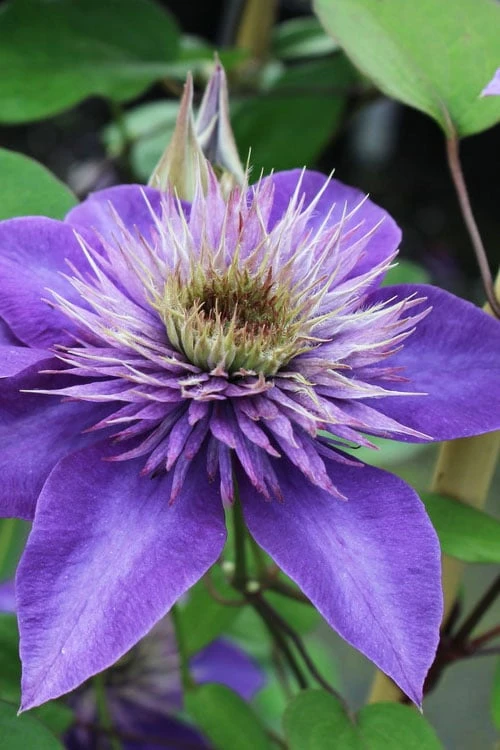 Multi Blue Clematis - 1 Gallon Pot 3 Multi Blue Clematis - 1 Gallon Pot