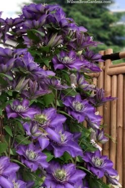Multi Blue Clematis - 2 Gallon Pot -Wilson Bros Garden clematis multi blue 3 2