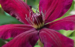 Niobe Clematis - 1 Gallon Pot 11 Niobe Clematis - 1 Gallon Pot -Wilson Bros Garden clematis niobe 1