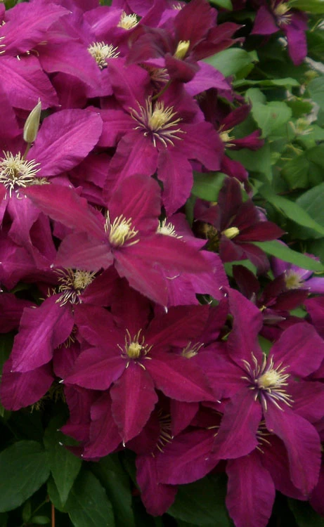 Niobe Clematis - 1 Gallon Pot 7 Niobe Clematis - 1 Gallon Pot - Image 5