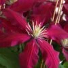 Niobe Clematis - 1 Gallon Pot -Wilson Bros Garden clematis niobe 4 1