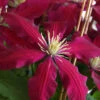 Niobe Clematis - 1 Gallon Pot 2 Niobe Clematis - 1 Gallon Pot -Wilson Bros Garden clematis niobe 4