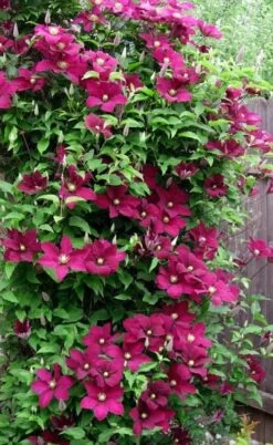 Niobe Clematis - 1 Gallon Pot -Wilson Bros Garden clematis niobe 5 1