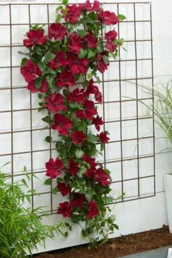 Nubia Clematis - 1 Gallon Pot -Wilson Bros Garden clematis nubia 1