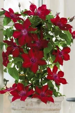 Nubia Clematis - 1 Gallon Pot -Wilson Bros Garden clematis nubia 5