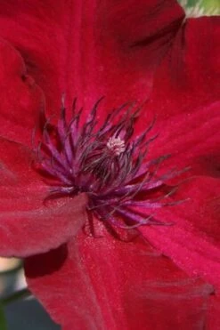 Nubia Clematis - 1 Gallon Pot -Wilson Bros Garden clematis nubia 6