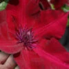 Nubia Clematis - 1 Gallon Pot -Wilson Bros Garden clematis nubia 7 1