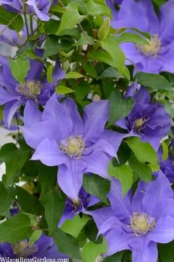 Olympia Clematis - 1 Gallon Pot -Wilson Bros Garden clematis olympia 2