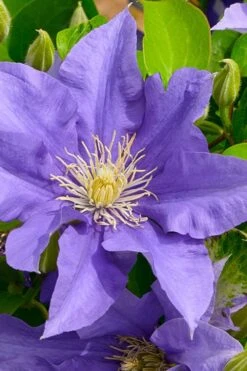 Olympia Clematis - 1 Gallon Pot -Wilson Bros Garden clematis olympia 3