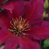Picardy Clematis - 1 Gallon Pot -Wilson Bros Garden clematis picardy 7 1