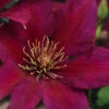 Picardy Clematis - 1 Gallon Pot -Wilson Bros Garden clematis picardy 7