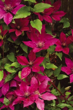 Picardy Clematis - 1 Gallon Pot -Wilson Bros Garden clematis picardy 9