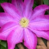 Pink Champagne Clematis - 1 Gallon Pot -Wilson Bros Garden clematis pink champagne 10 1