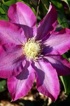Pink Champagne Clematis - 1 Gallon Pot -Wilson Bros Garden clematis pink champagne 2