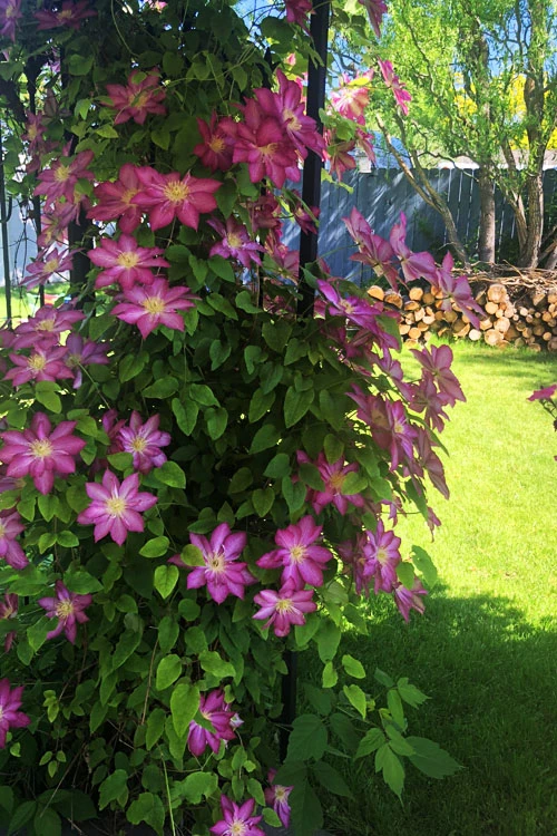 Pink Champagne Clematis - 1 Gallon Pot 8 Pink Champagne Clematis - 1 Gallon Pot - Image 6