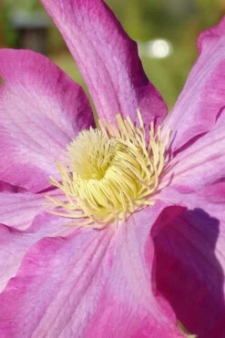 Pink Champagne Clematis - 1 Gallon Pot 17 Pink Champagne Clematis - 1 Gallon Pot -Wilson Bros Garden clematis pink champagne 6 1