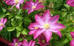 Pink Champagne Clematis - 1 Gallon Pot 18 Pink Champagne Clematis - 1 Gallon Pot -Wilson Bros Garden clematis pink champagne 8 1