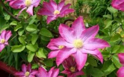 Pink Champagne Clematis - 1 Gallon Pot -Wilson Bros Garden clematis pink champagne 8