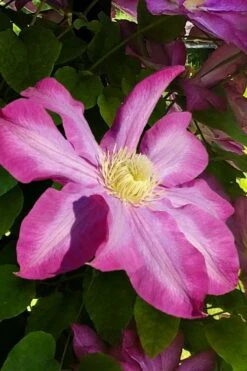 Pink Champagne Clematis - 1 Gallon Pot -Wilson Bros Garden clematis pink champagne 9
