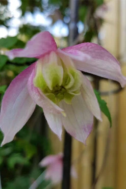 Pink Flamingo Clematis - 1 Gallon Pot -Wilson Bros Garden clematis pink flamingo 3 1