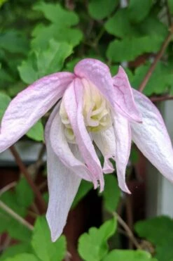 Pink Flamingo Clematis - 1 Gallon Pot -Wilson Bros Garden clematis pink flamingo 6
