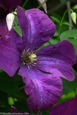 Polish Spirit Clematis - 1 Gallon Pot -Wilson Bros Garden clematis polish spirit 1 1