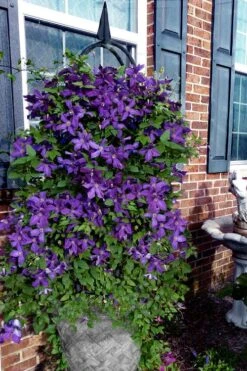 Polish Spirit Clematis - 1 Gallon Pot -Wilson Bros Garden clematis polish spirit 10 1
