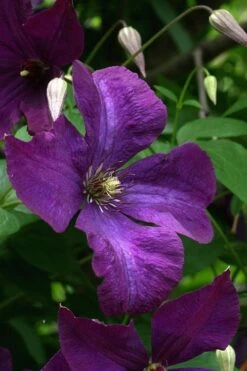Polish Spirit Clematis - 1 Gallon Pot -Wilson Bros Garden clematis polish spirit 2 1