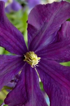 Polish Spirit Clematis - 1 Gallon Pot -Wilson Bros Garden clematis polish spirit 5 1