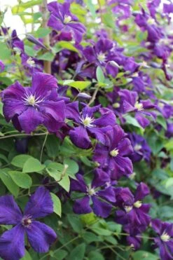Polish Spirit Clematis - 1 Gallon Pot -Wilson Bros Garden clematis polish spirit 6 1