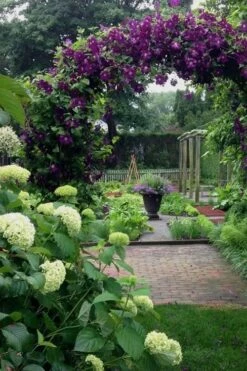 Polish Spirit Clematis - 1 Gallon Pot -Wilson Bros Garden clematis polish spirit 7 1