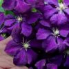 Polish Spirit Clematis - 1 Gallon Pot -Wilson Bros Garden clematis polish spirit 9 1